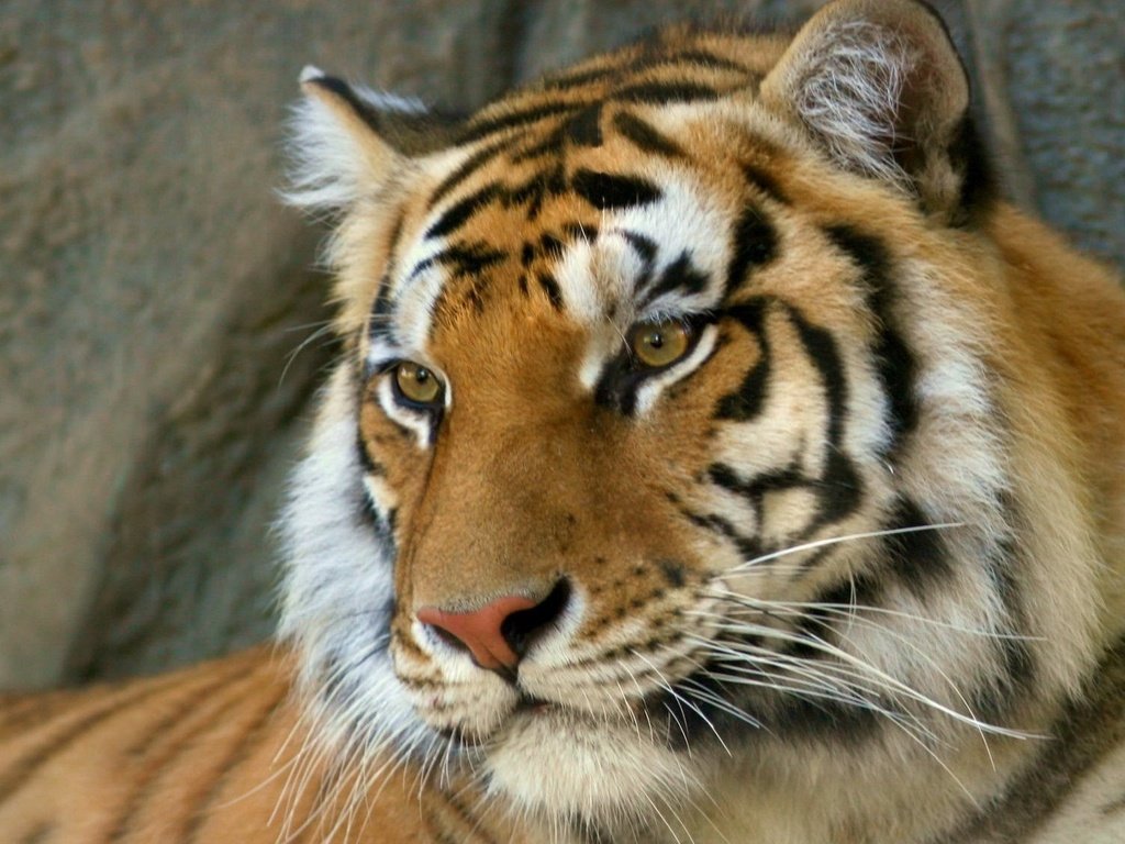 Обои тигр, морда, взгляд, хищник, бенгальский тигр, tiger, face, look, predator, bengal tiger разрешение 1920x1080 Загрузить