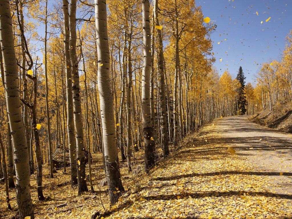 Обои деревья, осень, trees, autumn разрешение 3840x2160 Загрузить