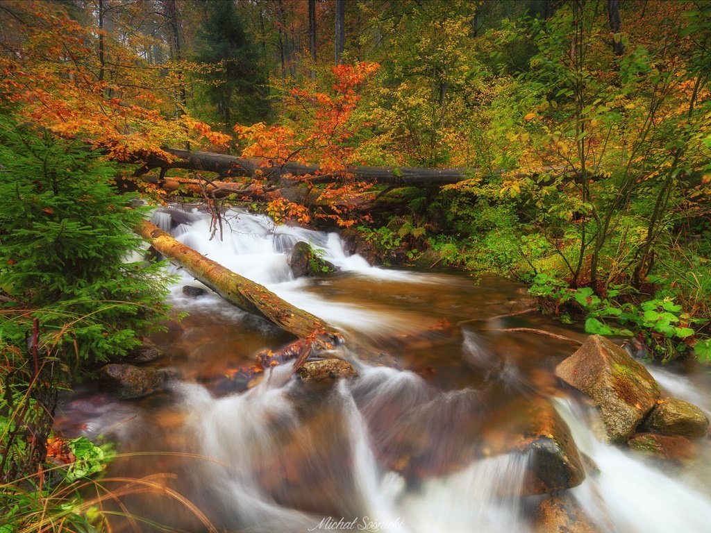 Обои деревья, река, природа, камни, лес, осень, польша, trees, river, nature, stones, forest, autumn, poland разрешение 2048x1333 Загрузить