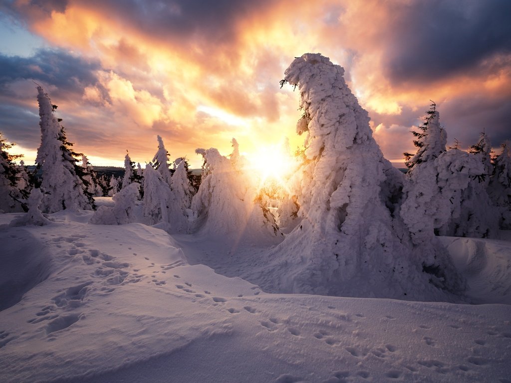 Обои деревья, следы, солнце, ели, снег, природа, тучи, зима, лучи, пейзаж, trees, traces, the sun, ate, snow, nature, clouds, winter, rays, landscape разрешение 2750x1833 Загрузить