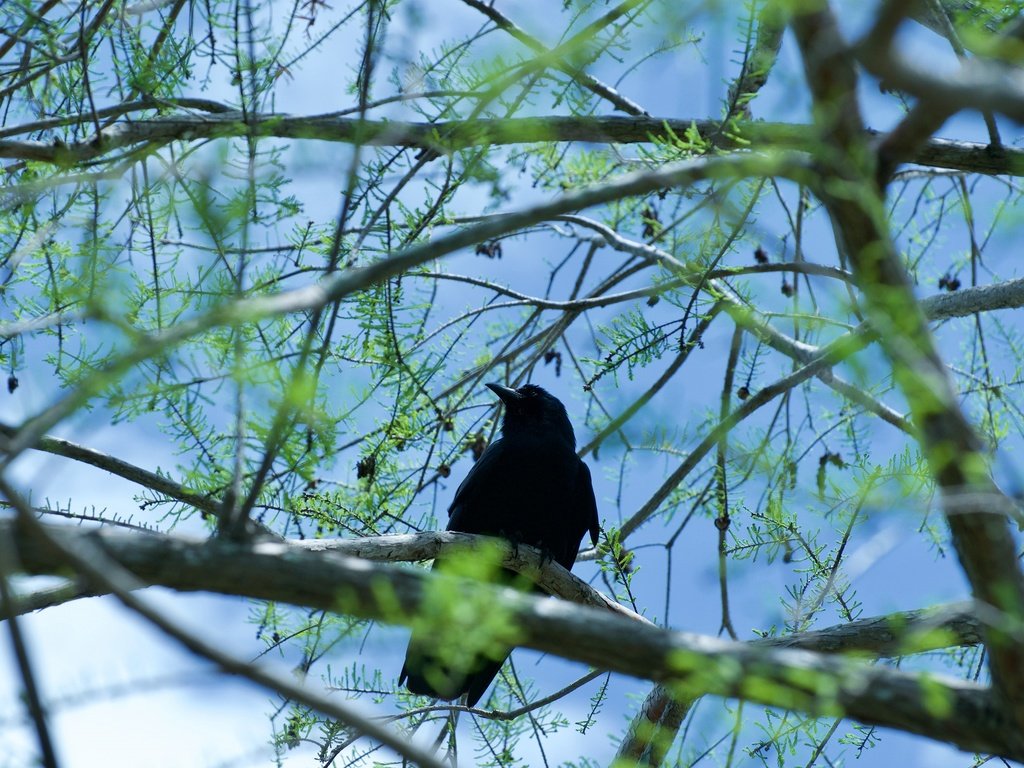 Обои дерево, хвоя, ветки, птица, ворон, шишки, ворона, боке, tree, needles, branches, bird, raven, bumps, crow, bokeh разрешение 3840x2550 Загрузить