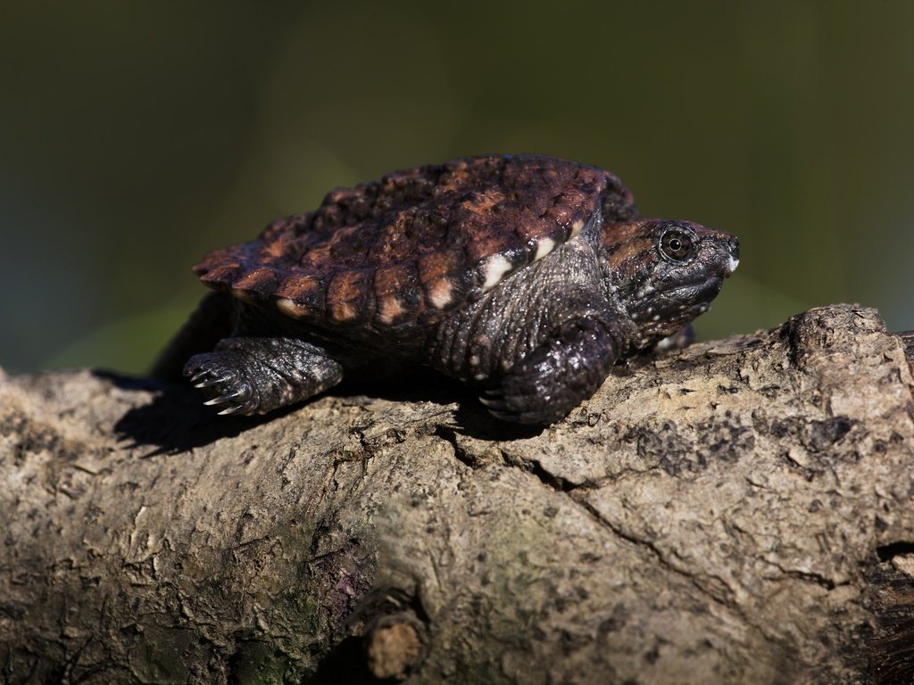 Обои фон, черепаха, бревно, черепашка, background, turtle, log, bug разрешение 2048x1365 Загрузить