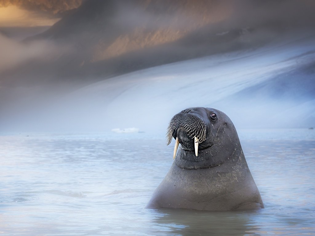 Обои морда, морж, горы, зима, туман, взгляд, водоем, купание, плавание, face, walrus, mountains, winter, fog, look, pond, bathing, swimming разрешение 1920x1280 Загрузить