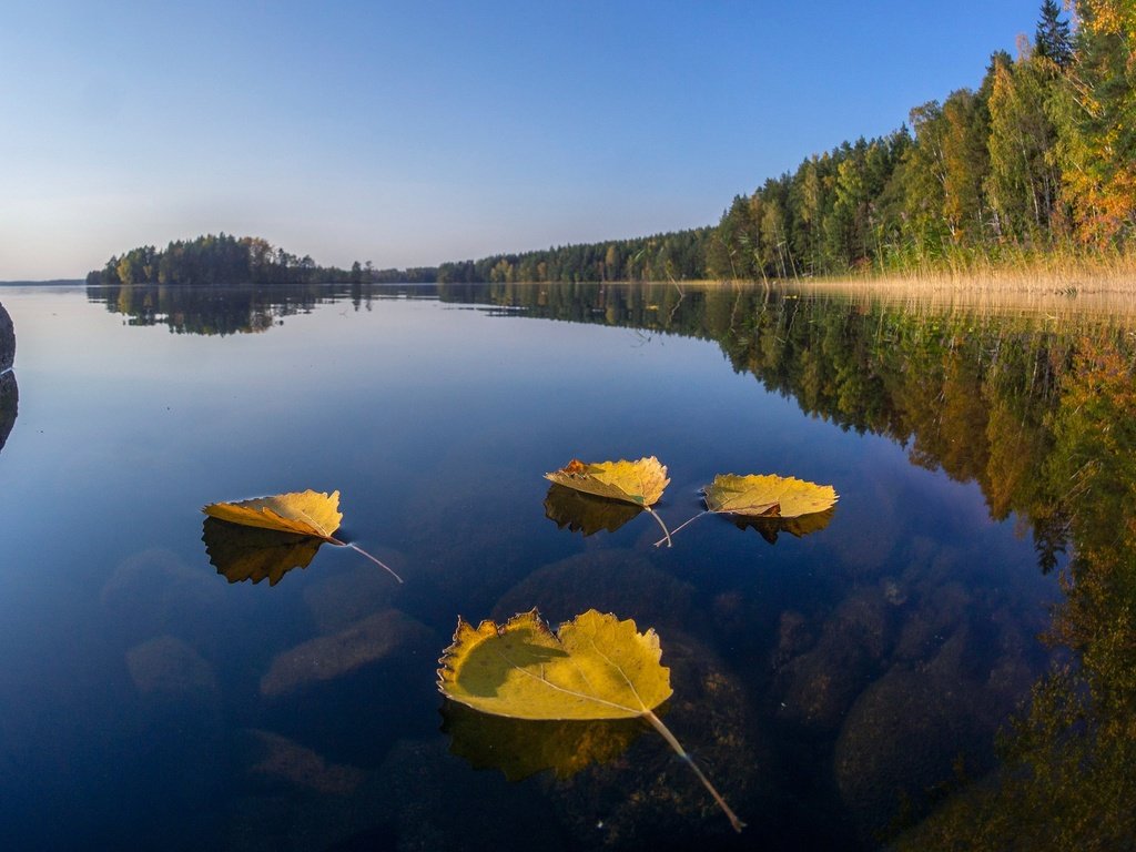 Обои озеро, лес, листья, отражение, осень, финляндия, lake, forest, leaves, reflection, autumn, finland разрешение 2560x1440 Загрузить