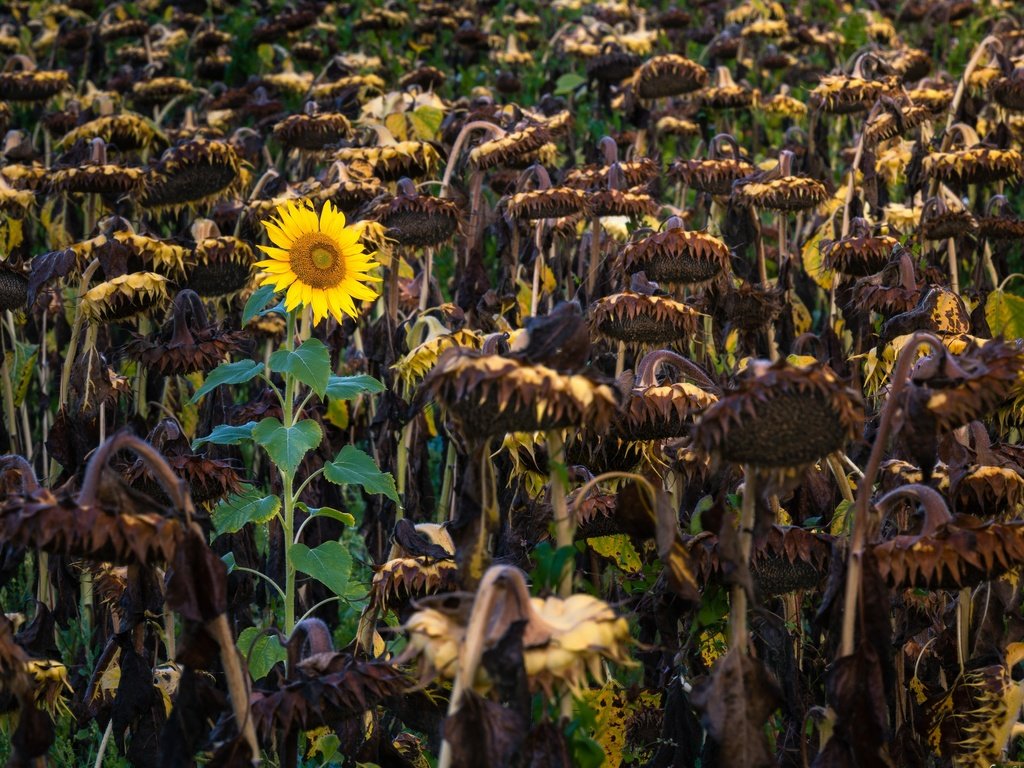 Обои природа, осень, подсолнухи, nature, autumn, sunflowers разрешение 3840x2160 Загрузить