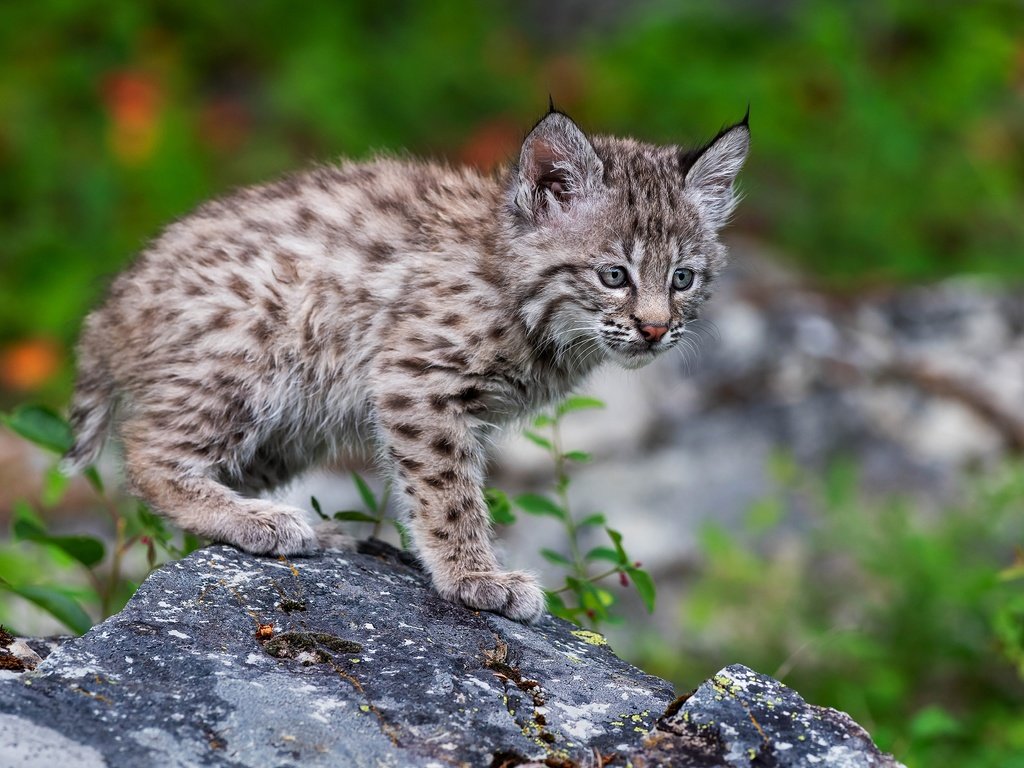 Обои природа, поза, рысь, котенок, камень, детеныш, боке, рысёнок, nature, pose, lynx, kitty, stone, cub, bokeh, a small lynx разрешение 3840x2509 Загрузить