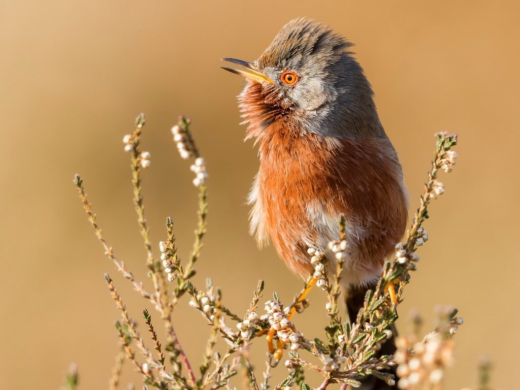 Обои природа, птица, nature, bird разрешение 3840x2160 Загрузить