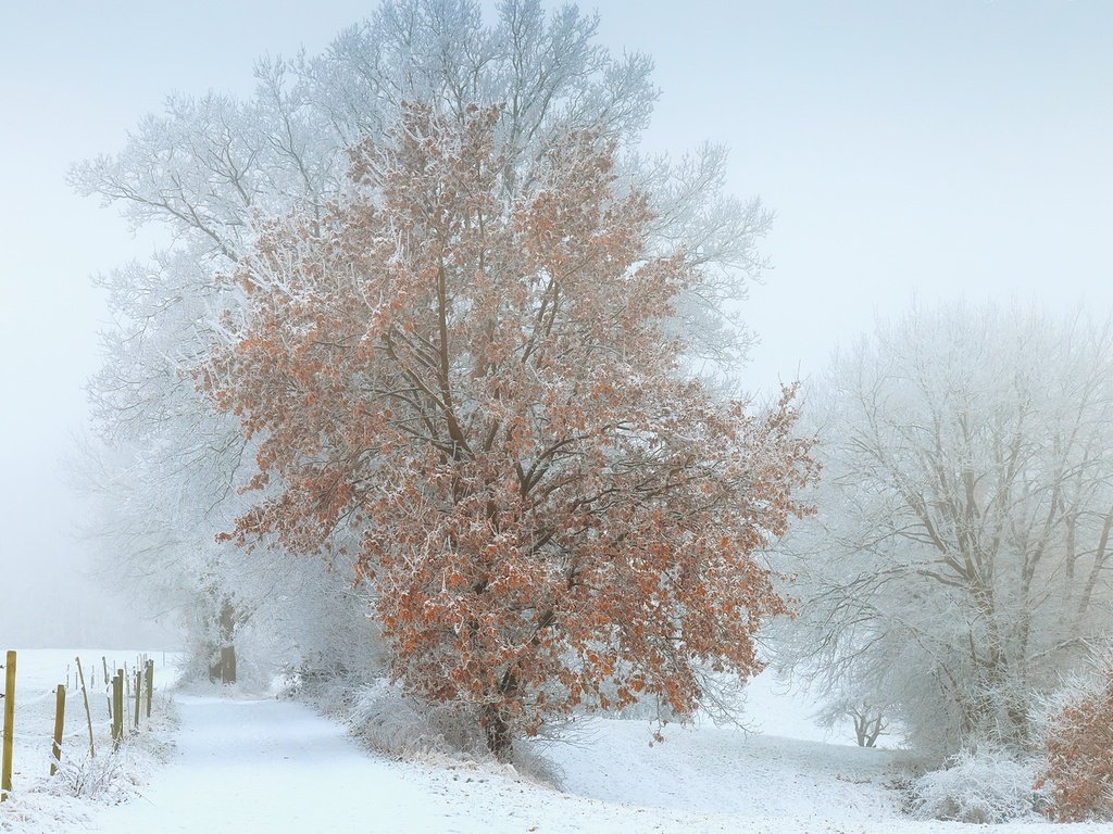 Обои снег, дерево, зима, туман, snow, tree, winter, fog разрешение 1920x1228 Загрузить