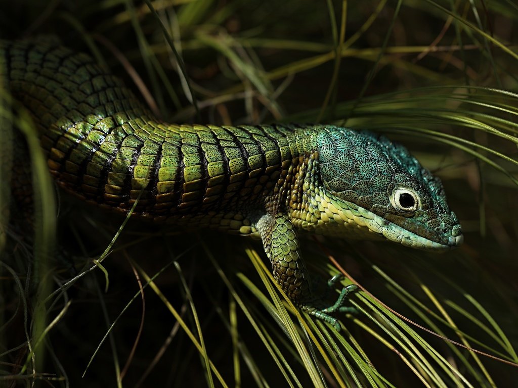 Обои трава, ящерица, темный фон, зеленая, рептилия, grass, lizard, the dark background, green, reptile разрешение 3840x2160 Загрузить