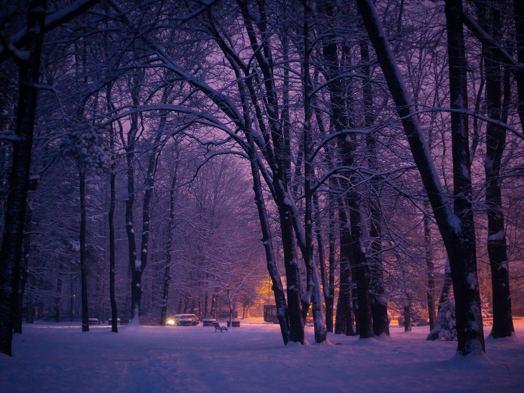 Обои деревья, огни, вечер, лес, парк, город, trees, lights, the evening, forest, park, the city разрешение 3840x2160 Загрузить