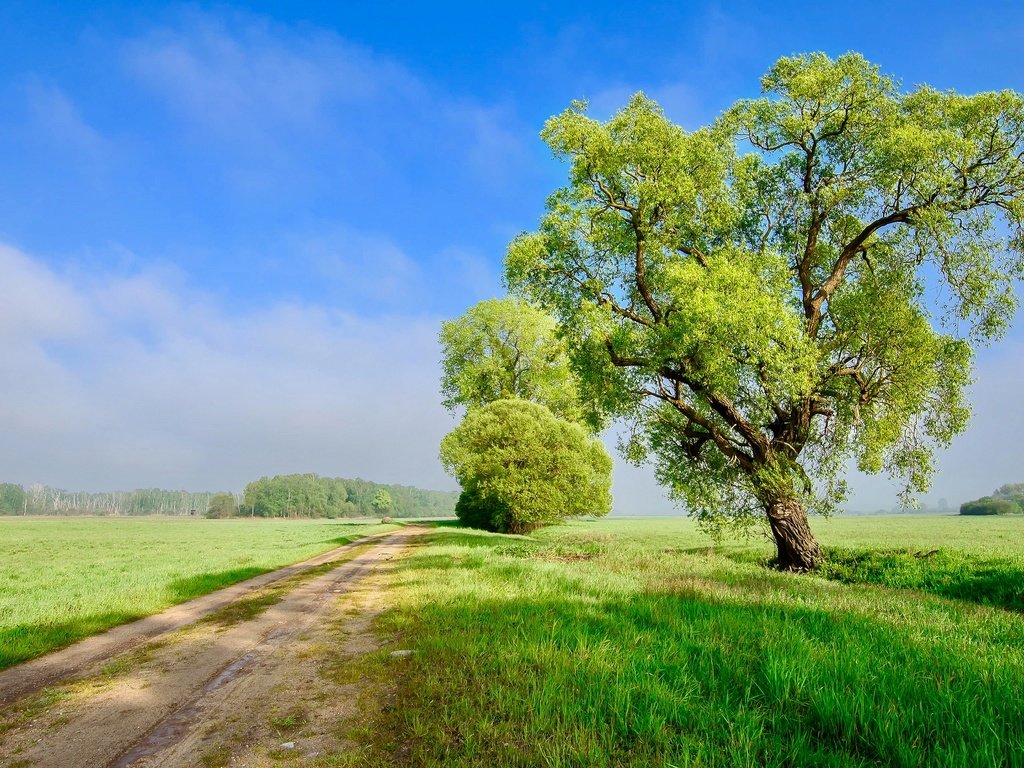 Обои небо, дорога, облака, дерево, поле, the sky, road, clouds, tree, field разрешение 3840x2160 Загрузить