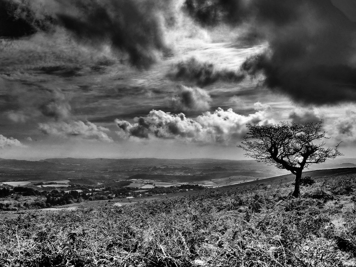 Обои облака, дерево, черно-белая, clouds, tree, black and white разрешение 1920x1440 Загрузить