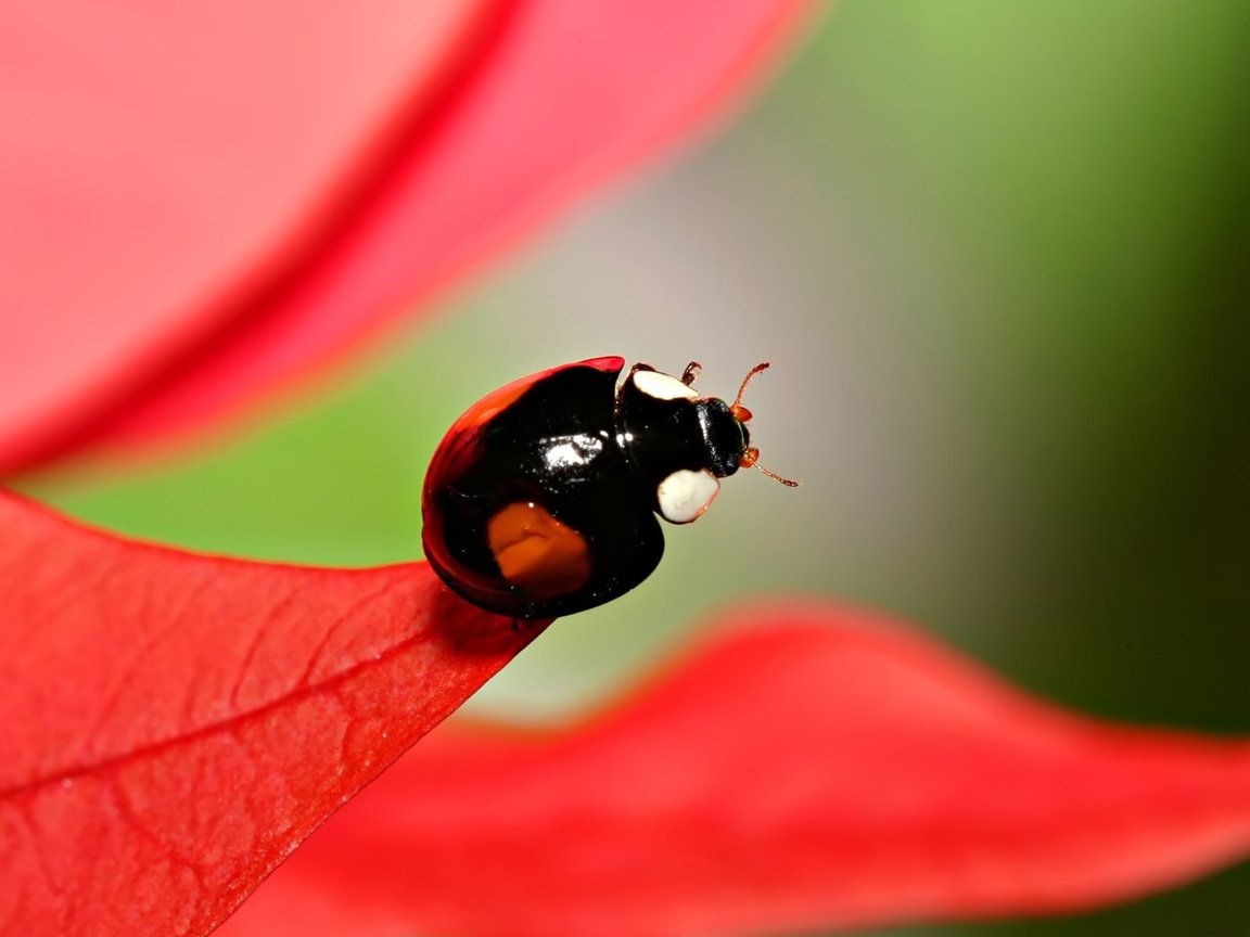 Обои листва, божья коровка, размытость, foliage, ladybug, blur разрешение 1920x1200 Загрузить