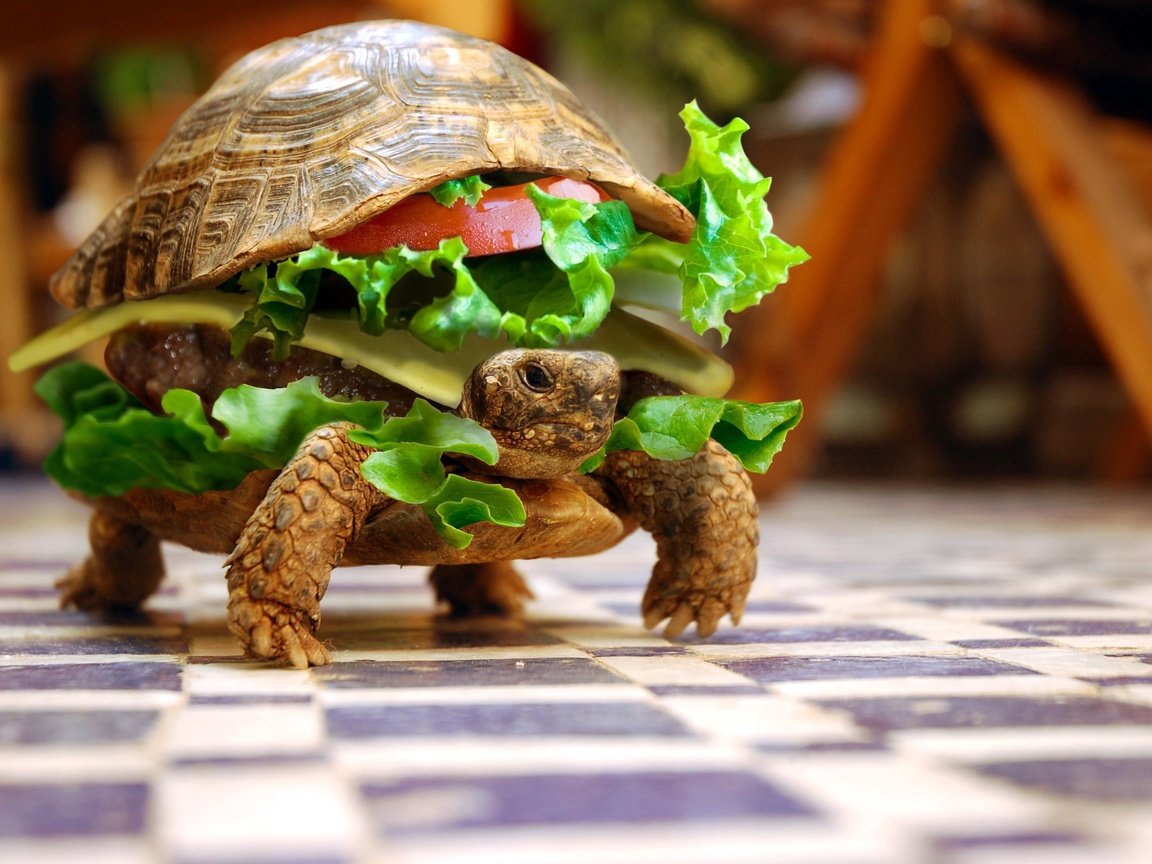 Обои животные, черепаха, бутерброд, юмор, овощи, animals, turtle, sandwich, humor, vegetables разрешение 3008x2000 Загрузить