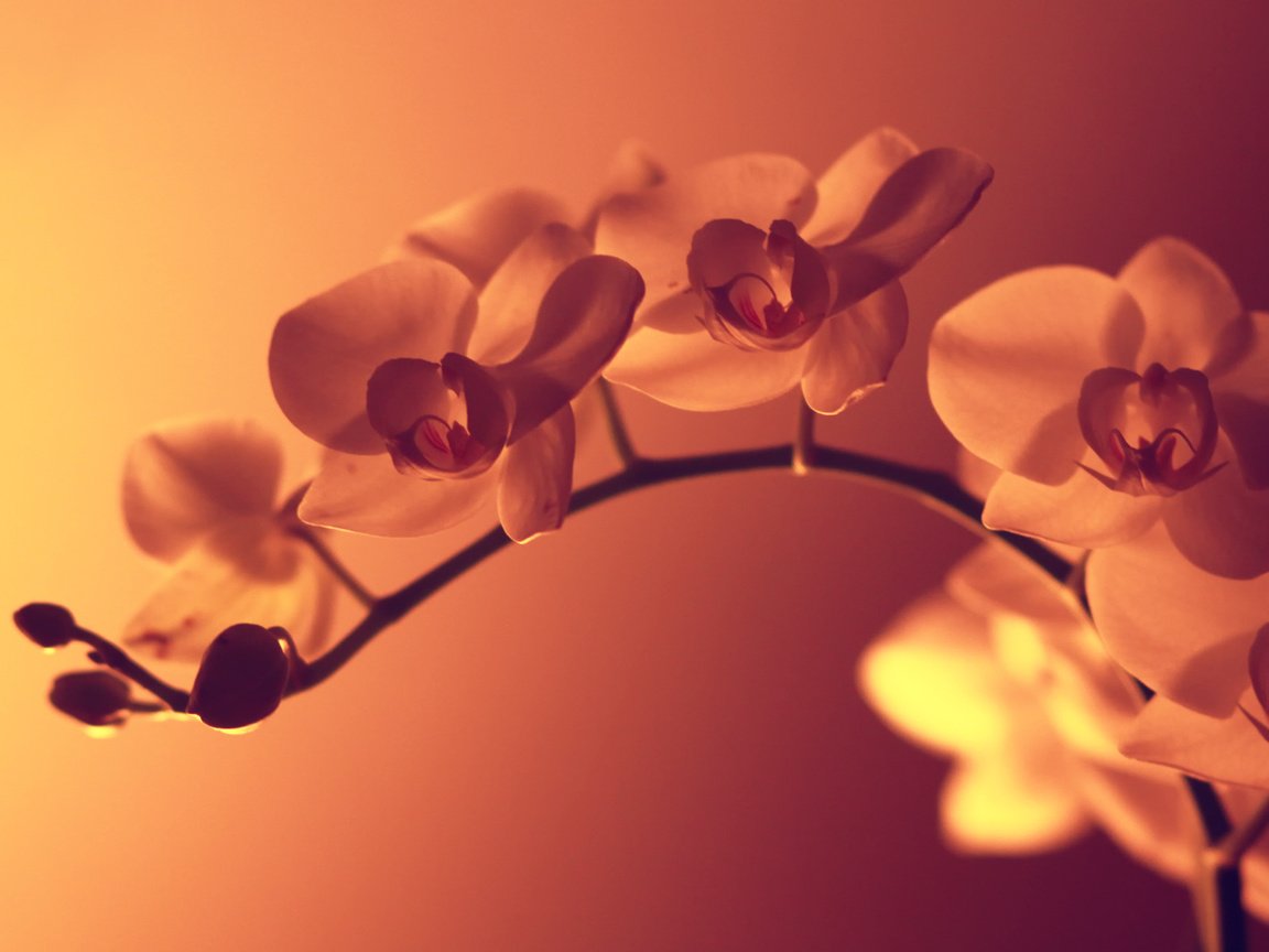 Обои макро, цветок, нежность, орхидея, macro, flower, tenderness, orchid разрешение 1920x1200 Загрузить