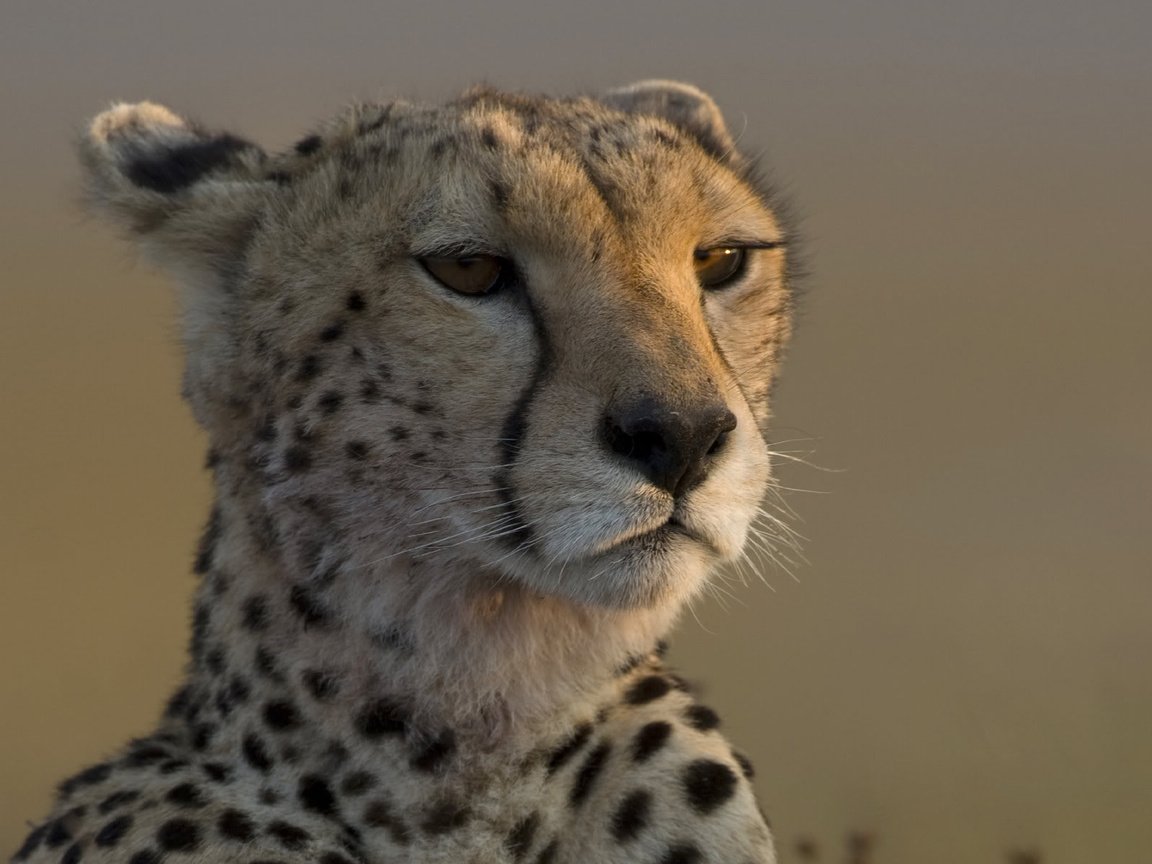 Обои морда, взгляд, леопард, гепард, face, look, leopard, cheetah разрешение 1920x1200 Загрузить
