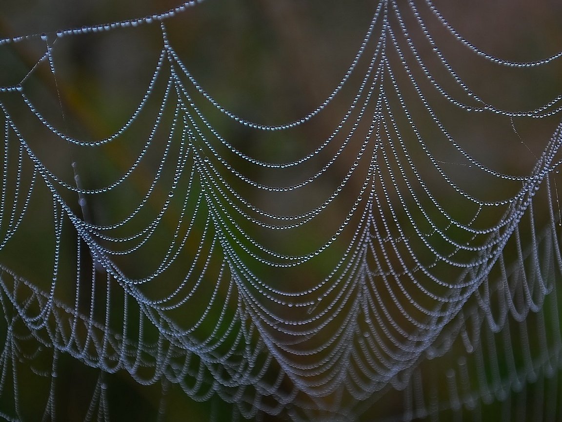 Обои капли, паутина, крупным планом, drops, web, closeup разрешение 1920x1200 Загрузить