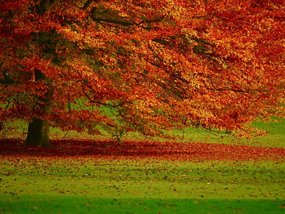 Обои дерево, листья, осень, tree, leaves, autumn разрешение 1920x1080 Загрузить