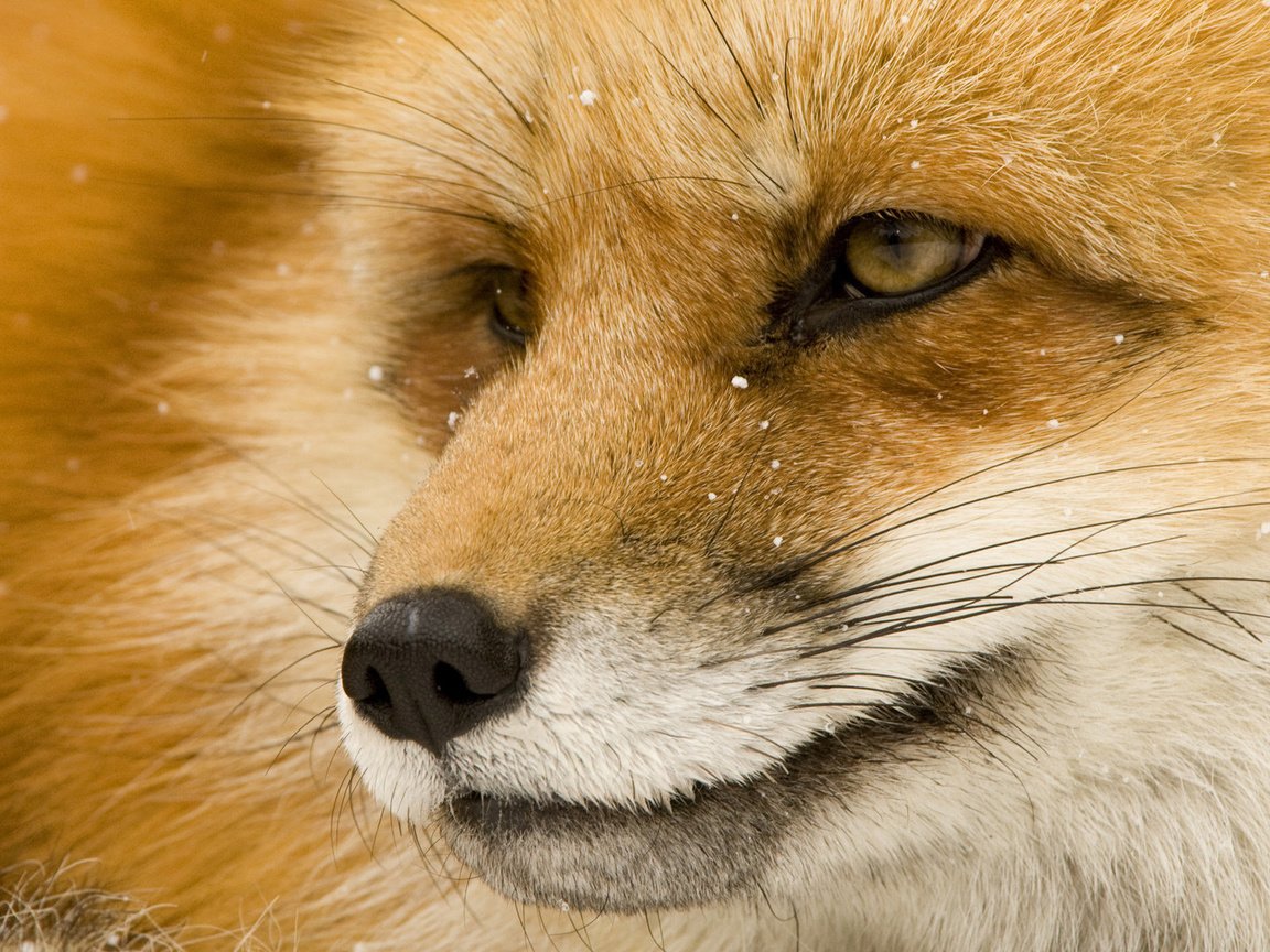 Обои глаза, морда, мордочка, взгляд, лиса, лисица, eyes, face, muzzle, look, fox разрешение 1920x1080 Загрузить