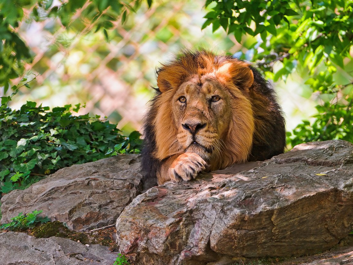 Обои животные, красивый, лев, затаился, царь зверей, animals, beautiful, leo, hiding, the king of beasts разрешение 1920x1200 Загрузить