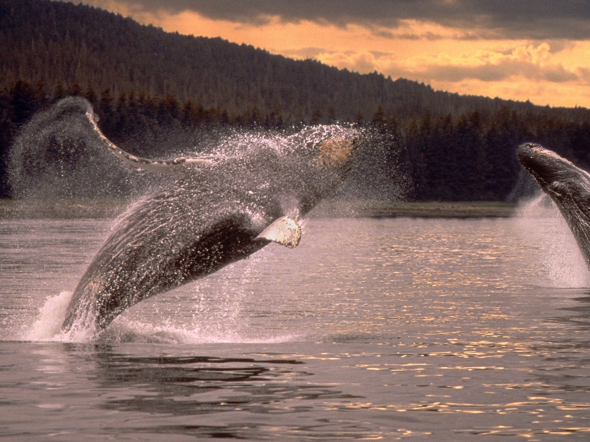 Обои море, прыжок, кит, горбатый кит, sea, jump, kit, humpback whale разрешение 1920x1080 Загрузить