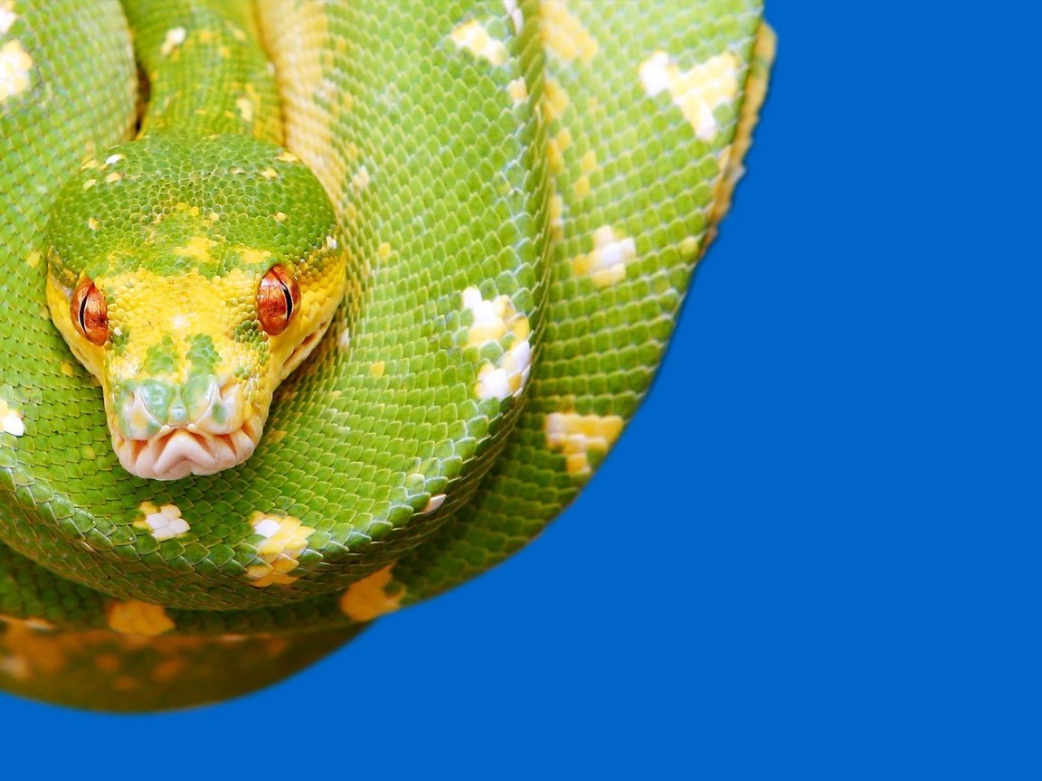 Обои глаза, красные, змея, зеленая, синий фон, рептилия, eyes, red, snake, green, blue background, reptile разрешение 1920x1200 Загрузить