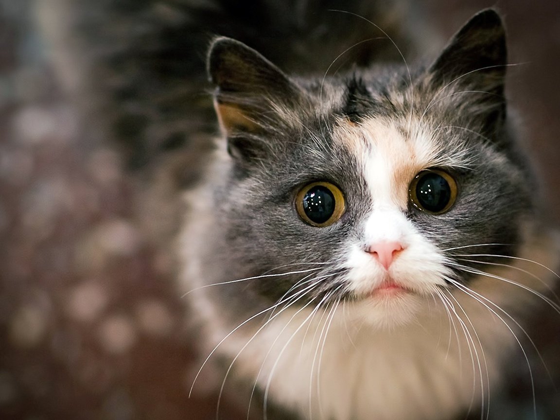 Обои глаза, кот, мордочка, усы, кошка, взгляд, eyes, cat, muzzle, mustache, look разрешение 1920x1200 Загрузить