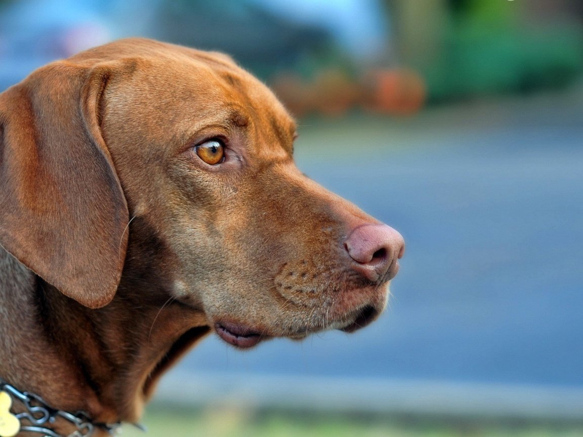 Обои морда, собака, профиль, выжла, венгерская легавая, face, dog, profile, vizslas, hungarian pointer разрешение 1920x1200 Загрузить