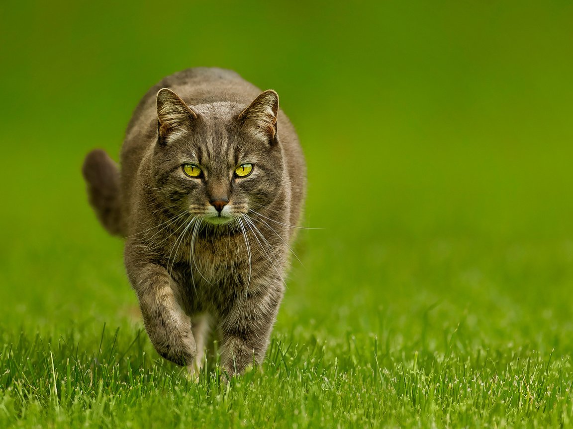 Обои трава, зелёный, фон, кот, мордочка, кошка, взгляд, лапки, grass, green, background, cat, muzzle, look, legs разрешение 1920x1200 Загрузить