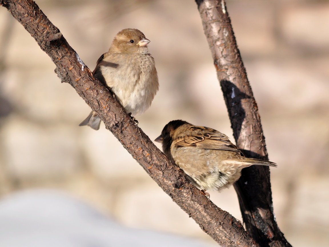 Обои солнце, птицы, весна, воробей, воробьи, the sun, birds, spring, sparrow, sparrows разрешение 3694x2848 Загрузить