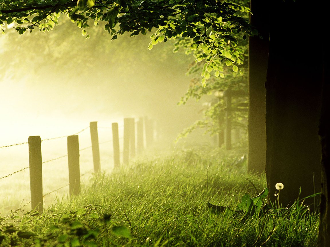 Обои трава, деревья, лес, утро, туман, роса, лето, забор, grass, trees, forest, morning, fog, rosa, summer, the fence разрешение 1920x1200 Загрузить