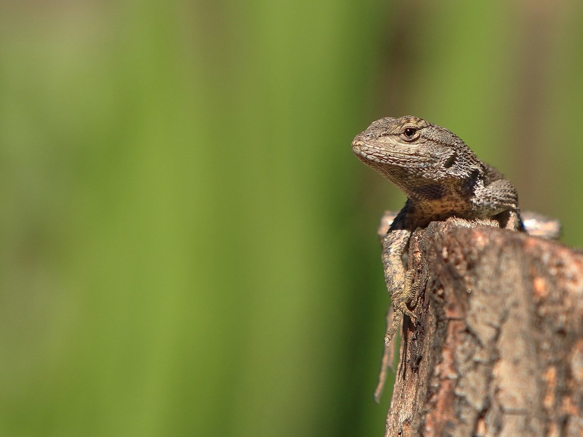 Обои зелень, ящерица, камень, рептилия, пресмыкающиеся, greens, lizard, stone, reptile, reptiles разрешение 1920x1200 Загрузить