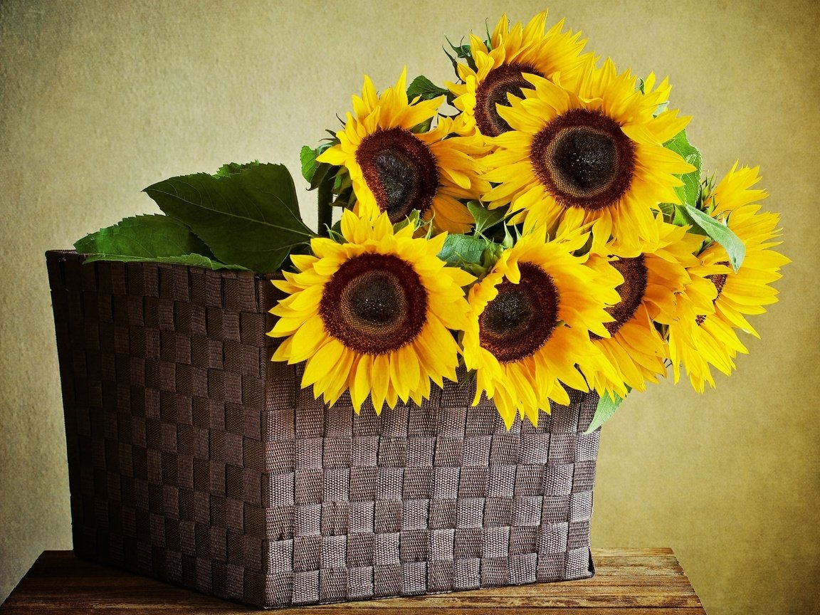 Обои цветы, листья, подсолнухи, корзинка, korzina, podsolnuxi, zheltye, listya, flowers, leaves, sunflowers, basket разрешение 2131x1520 Загрузить