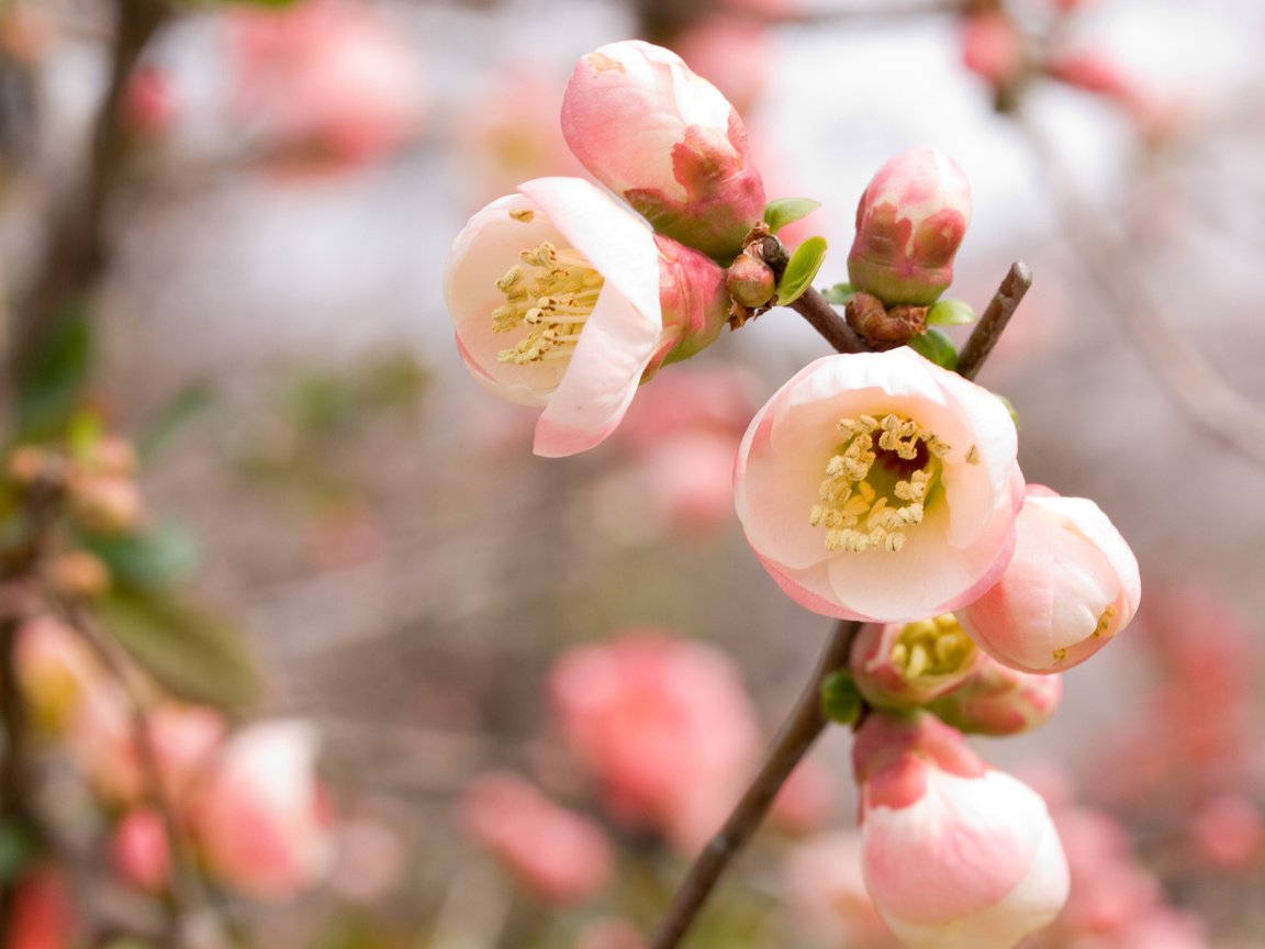 Обои ветка, vetka, цветение, весна, розовый, вишня, сакура, rozovyj, vesna, vishnya, cvetenie, branch, flowering, spring, pink, cherry, sakura разрешение 3648x2736 Загрузить