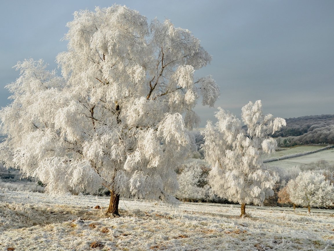 Обои небо, снег, дерево, лес, зима, пейзаж, поле, иней, the sky, snow, tree, forest, winter, landscape, field, frost разрешение 2560x1600 Загрузить