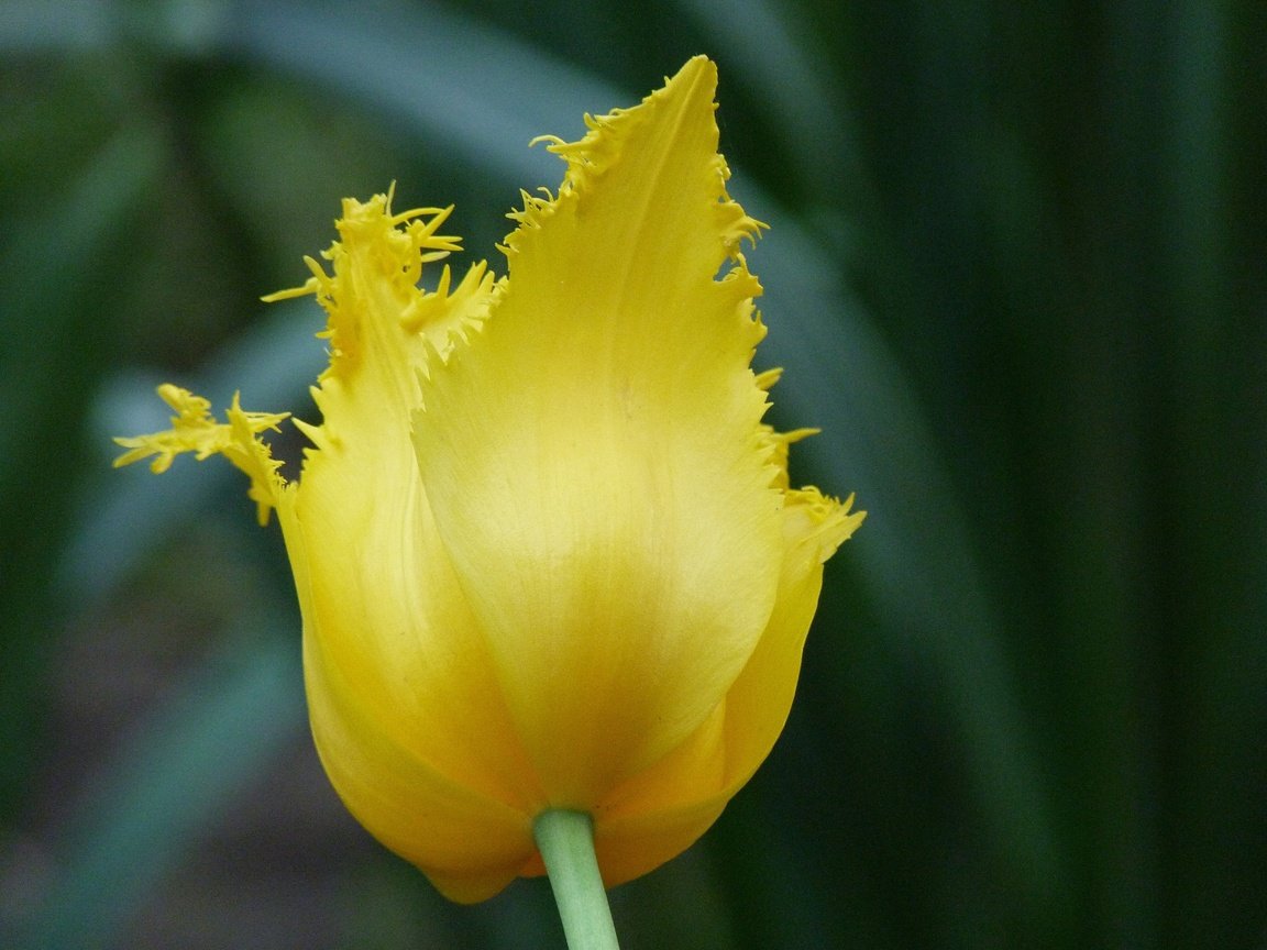 Обои желтый, цветок, тюльпан, cvety, leto, краснодар, yellow, flower, tulip, krasnodar разрешение 4320x3240 Загрузить