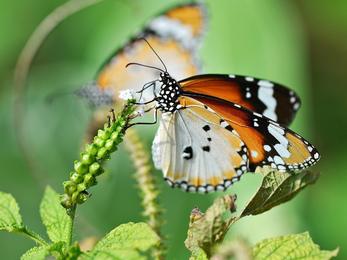 Обои макро, цветок, бабочка, крылья, насекомые, растение, macro, flower, butterfly, wings, insects, plant разрешение 2048x1565 Загрузить