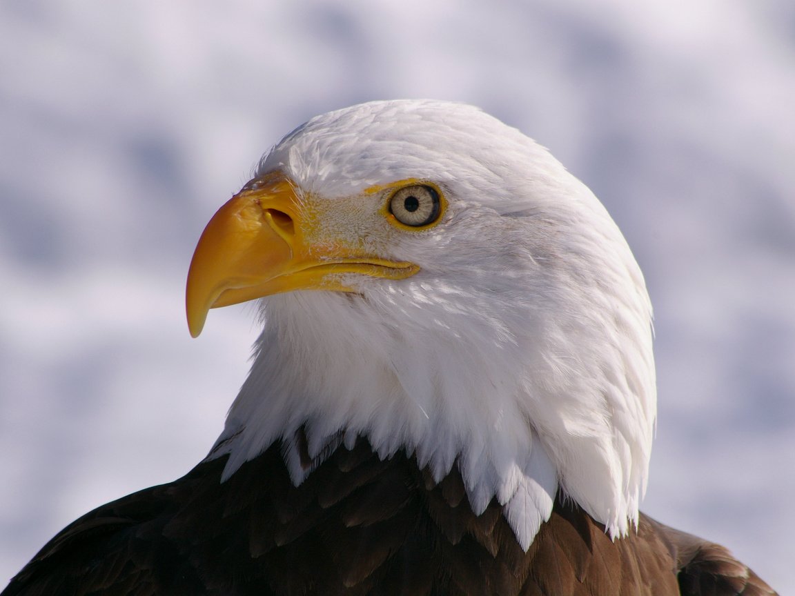 Обои взгляд, профиль, птица, клюв, белоголовый орлан, птаха, look, profile, bird, beak, bald eagle разрешение 3008x2000 Загрузить