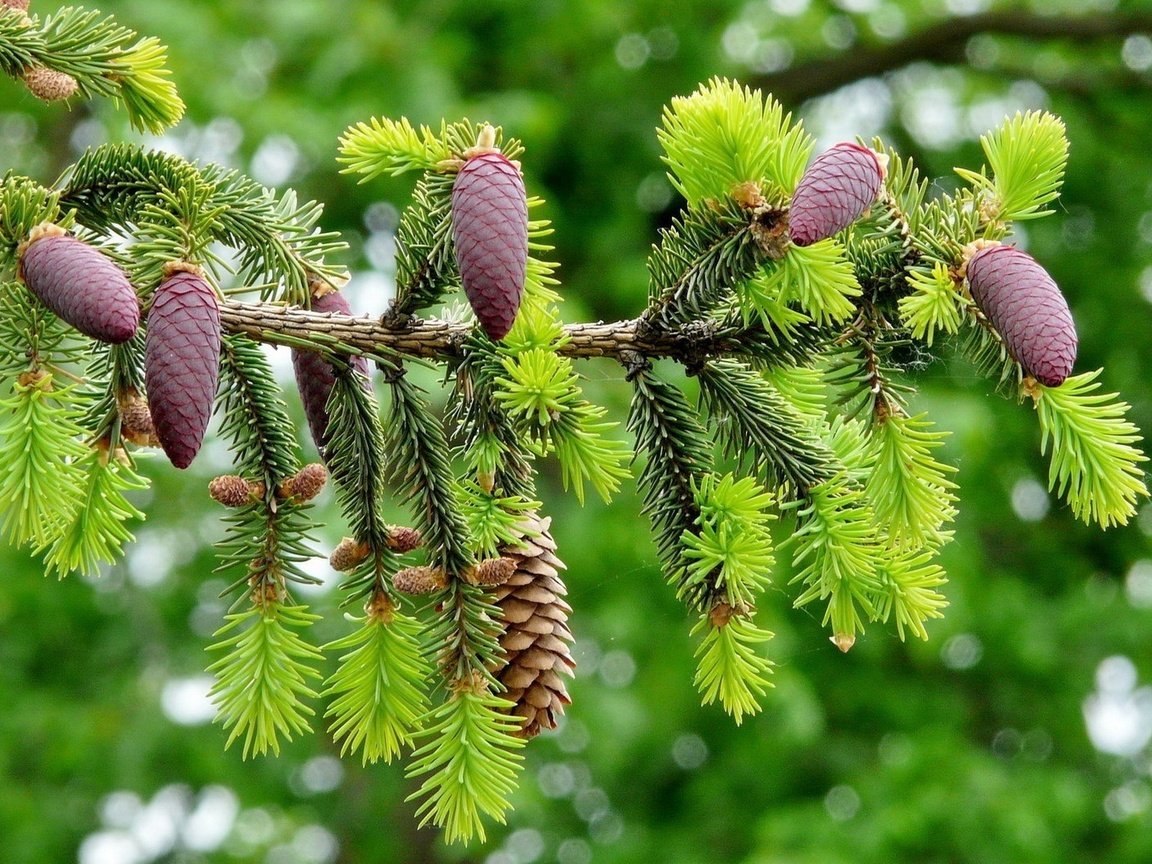 Обои ветка, хвоя, макро, ель, шишки, еловая ветка, branch, needles, macro, spruce, bumps, spruce branch разрешение 1920x1200 Загрузить