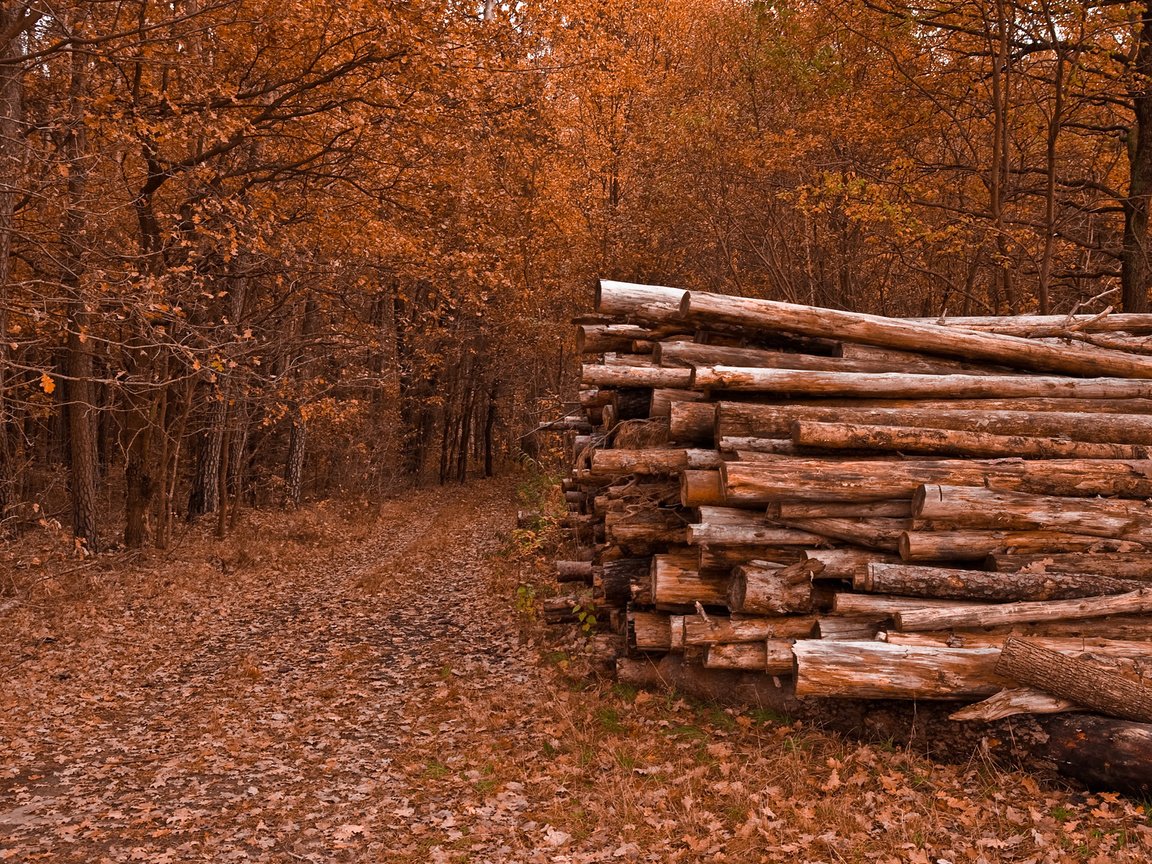 Обои деревья, природа, листья, дорожка, осень, бревна, trees, nature, leaves, track, autumn, logs разрешение 2560x1600 Загрузить