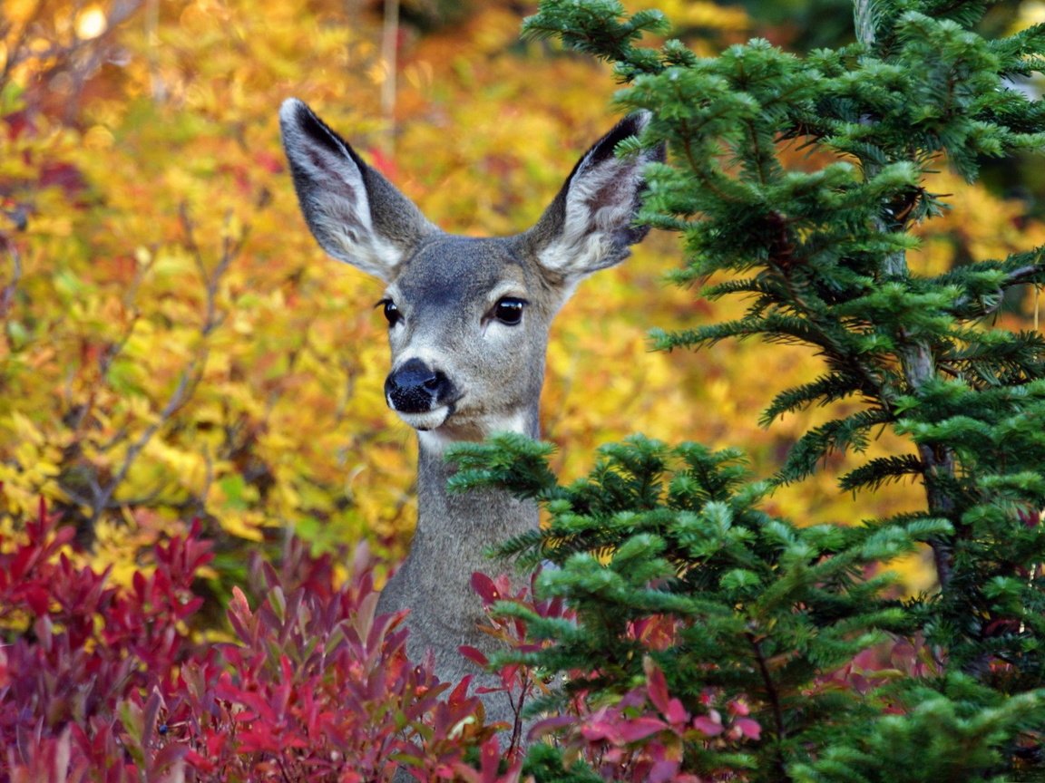 Обои деревья, лес, олень, осень, ушки, животное, trees, forest, deer, autumn, ears, animal разрешение 1920x1200 Загрузить