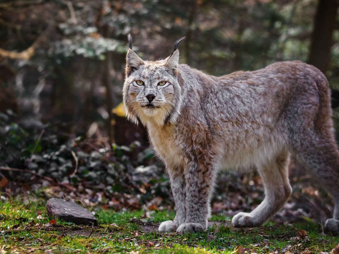 Обои природа, лес, рысь, хищник, дикая кошка, nature, forest, lynx, predator, wild cat разрешение 1920x1200 Загрузить