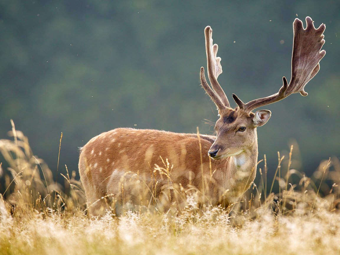 Обои трава, природа, олень, животные, рога, grass, nature, deer, animals, horns разрешение 2048x1365 Загрузить