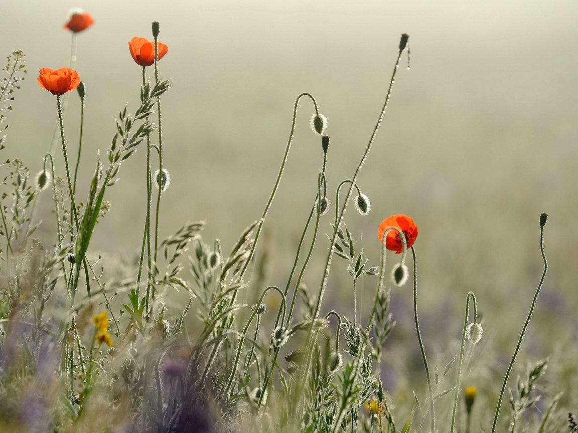 Обои цветы, трава, утро, поле, роса, капли, маки, луг, flowers, grass, morning, field, rosa, drops, maki, meadow разрешение 2560x1600 Загрузить