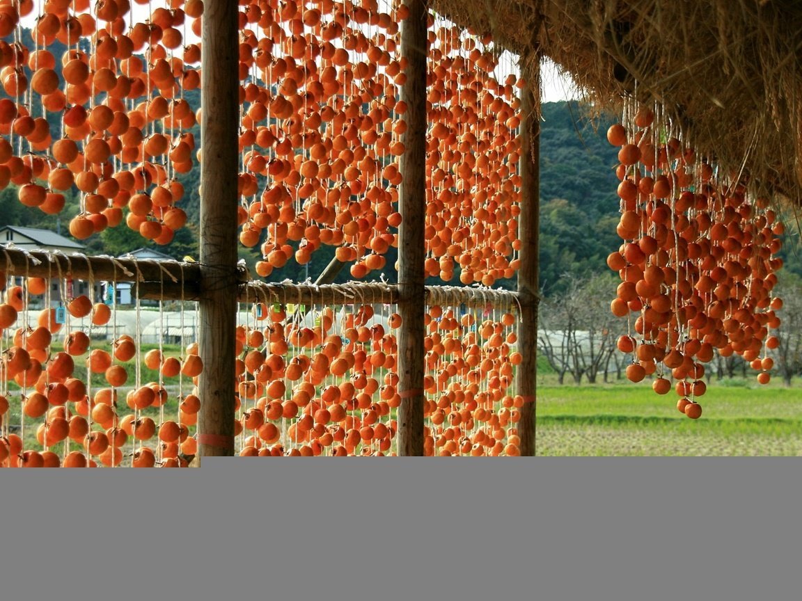 Обои фрукты, навес, верёвки, хурма, сушка, fruit, canopy, rope, persimmon, drying разрешение 1920x1200 Загрузить