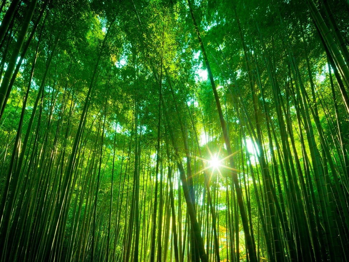 Обои лес, бамбук, тропики, forest, bamboo, tropics разрешение 1921x1178 Загрузить