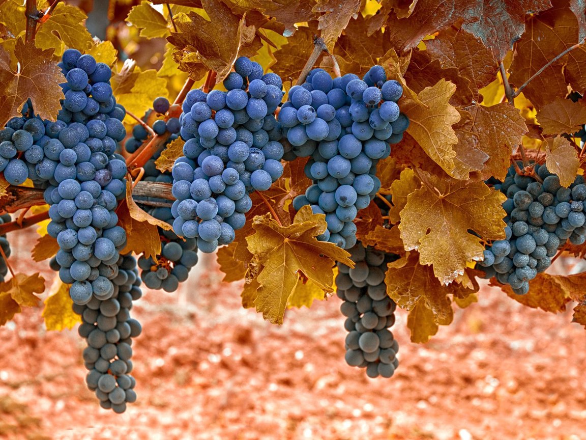 Обои листья, макро, виноград, черный, ягоды, лоза, грозди, leaves, macro, grapes, black, berries, vine, bunches разрешение 2048x1365 Загрузить