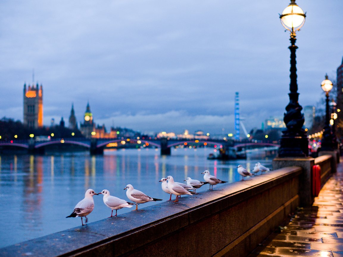 Обои лондон, птицы, англия, набережная, чайки, купола, london, birds, england, promenade, seagulls, dome разрешение 2000x1369 Загрузить