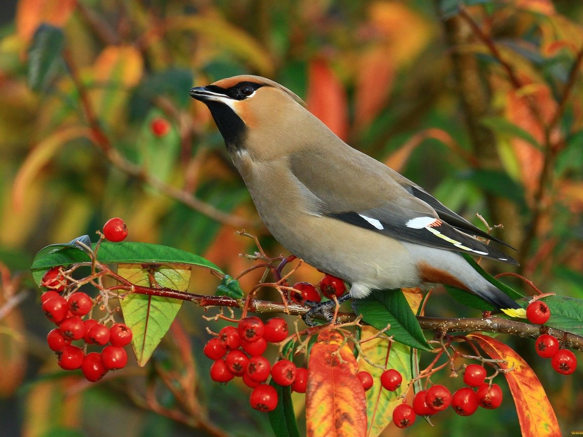 Обои ветка, птицы, ягоды, свиристель, branch, birds, berries, the waxwing разрешение 2048x1366 Загрузить