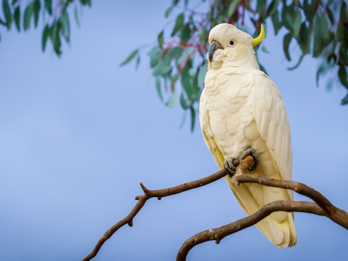 Обои ветка, птицы, попугай, большой желтохохлый какаду, branch, birds, parrot, big jeltuhay cockatoo разрешение 1921x1200 Загрузить